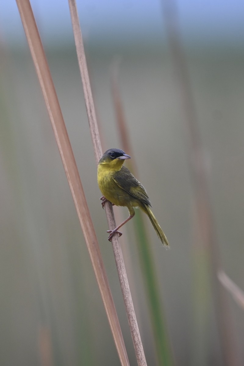 Gray-crowned Yellowthroat - ML638420087