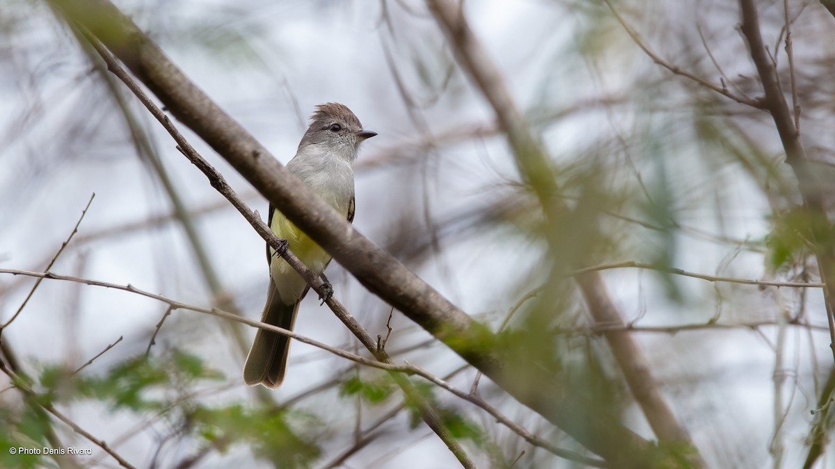 Northern Scrub-Flycatcher - ML638420088