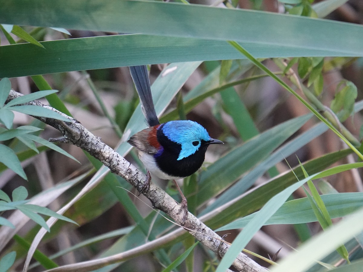 Variegated Fairywren - ML638420089