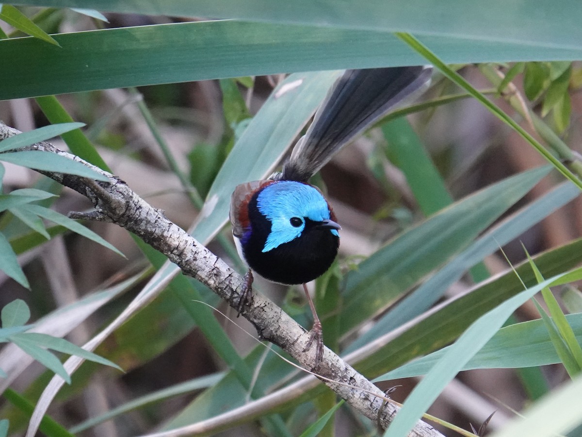Variegated Fairywren - ML638420091