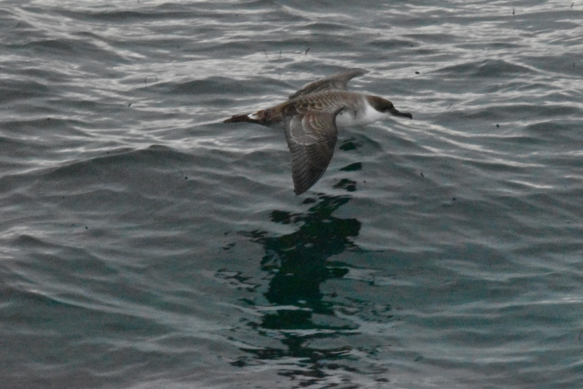 Great Shearwater - ML638420093