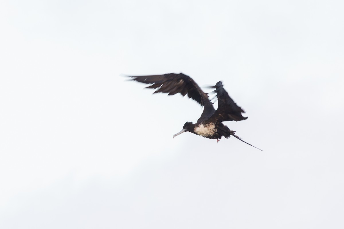 Magnificent Frigatebird - ML638420095