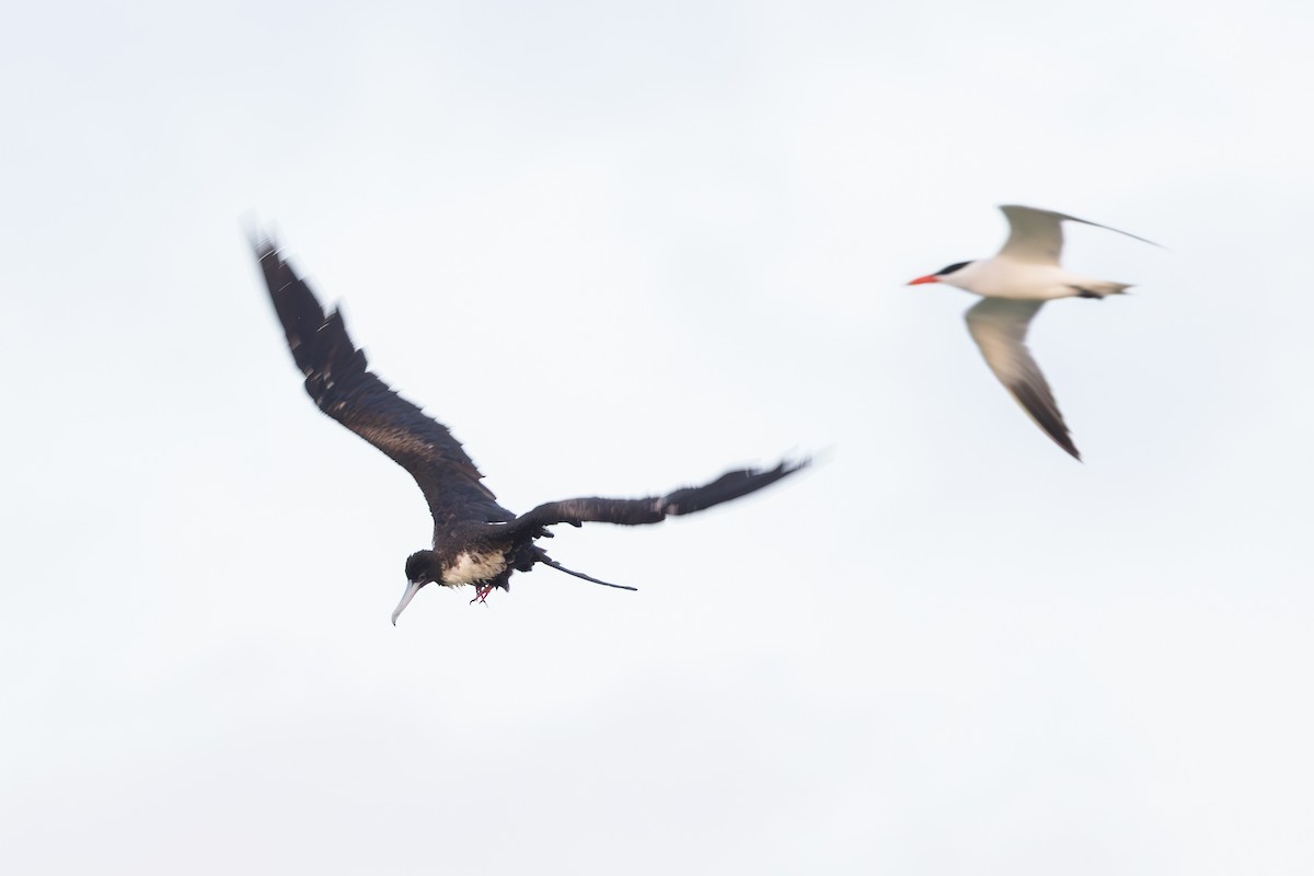 Magnificent Frigatebird - ML638420096