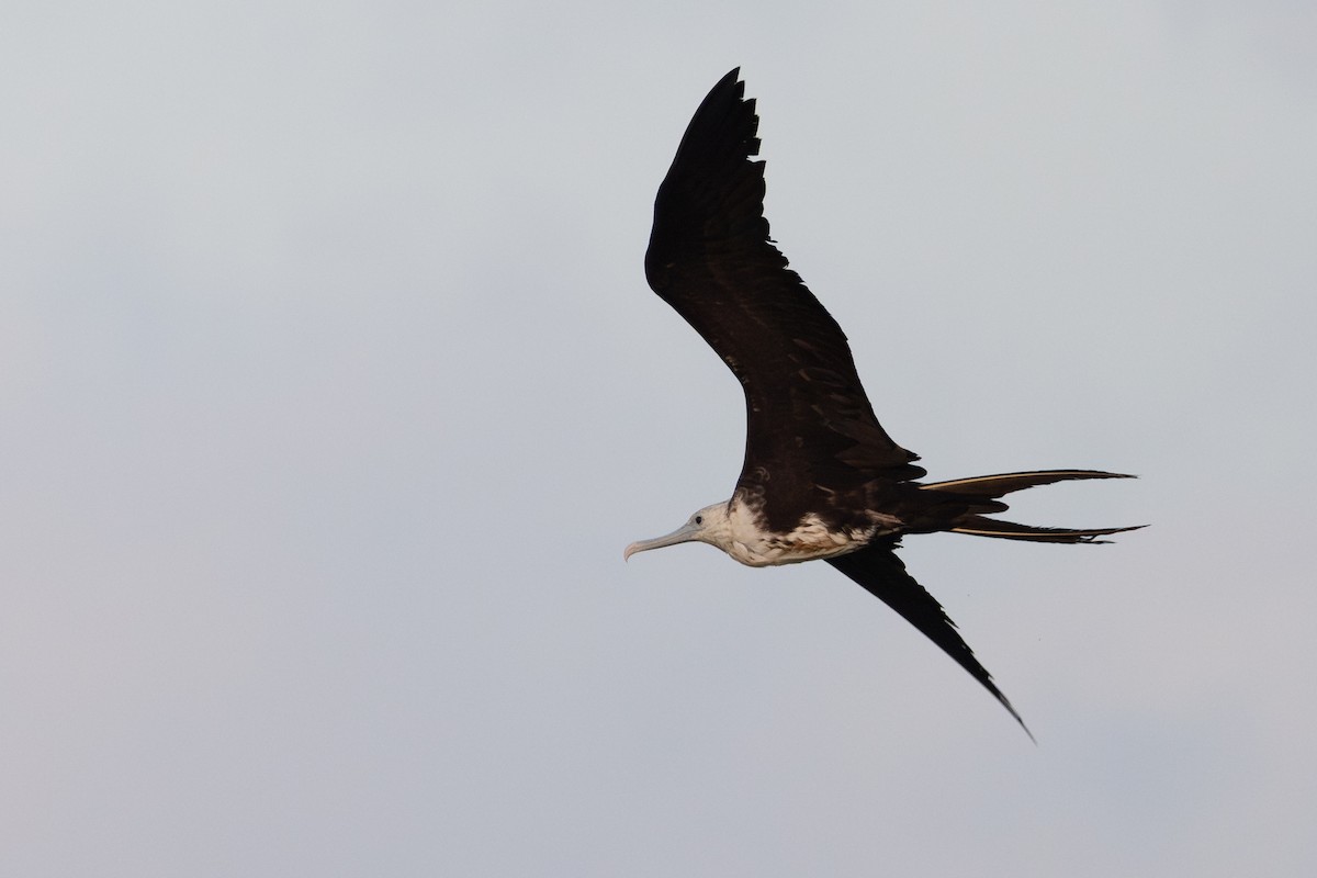 Magnificent Frigatebird - ML638420097