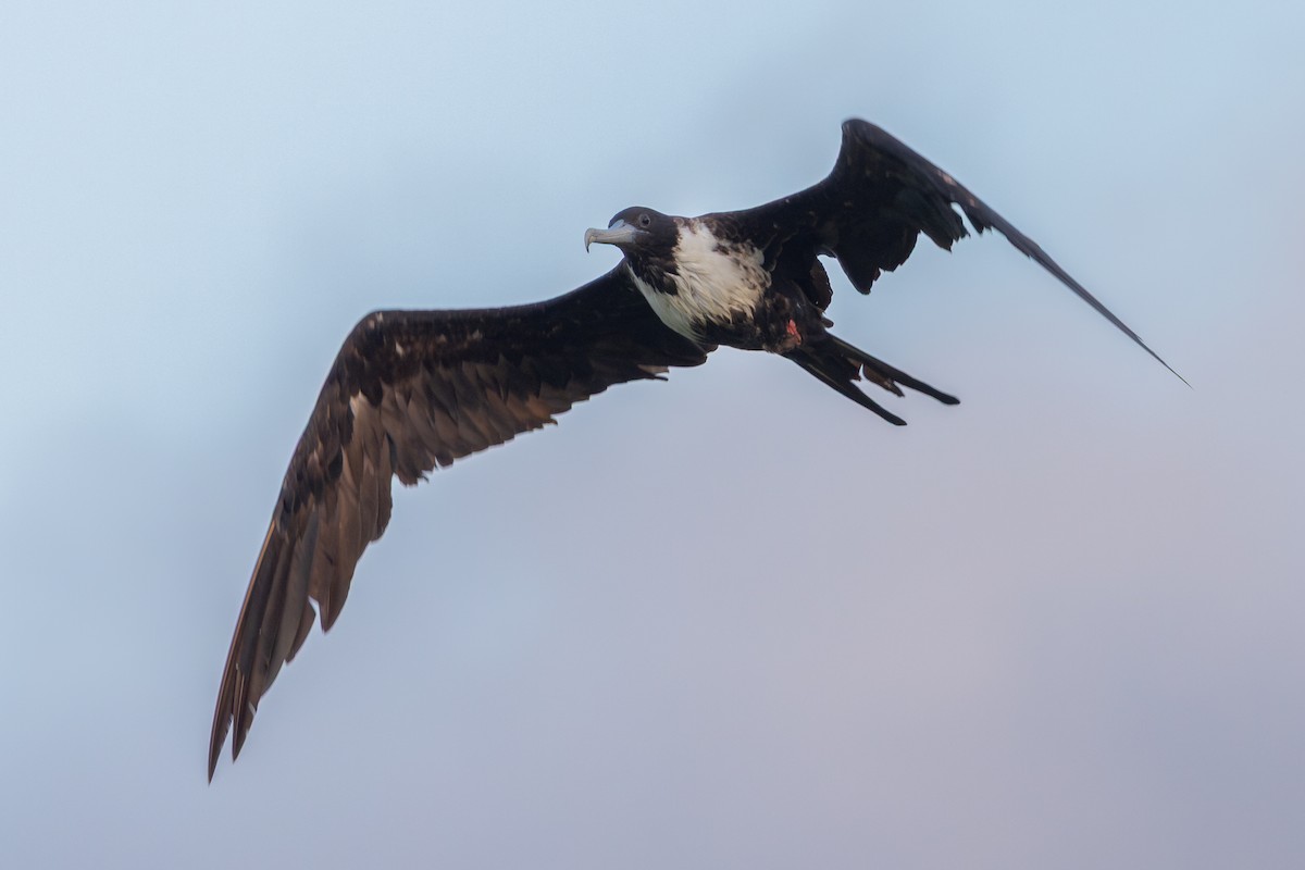 Magnificent Frigatebird - ML638420098