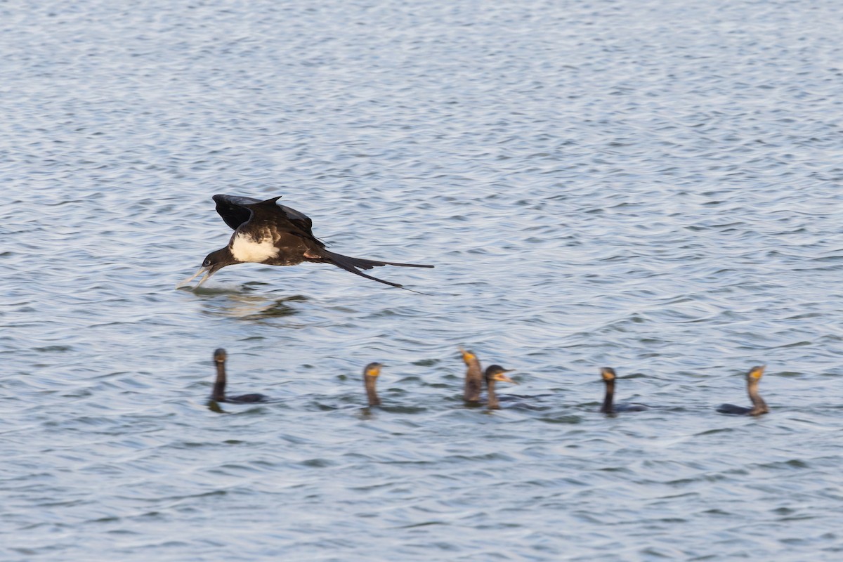 Magnificent Frigatebird - ML638420100