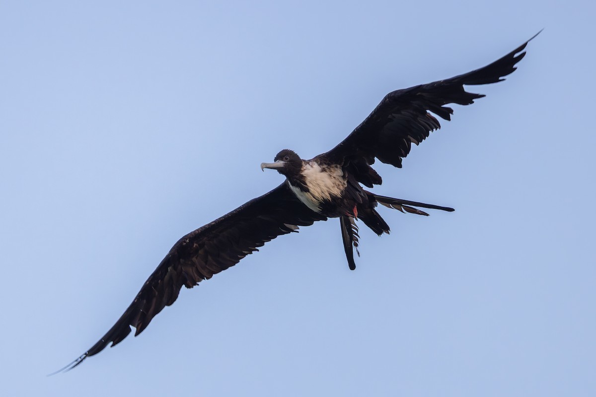 Magnificent Frigatebird - ML638420102