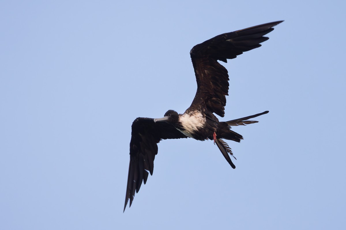 Magnificent Frigatebird - ML638420103