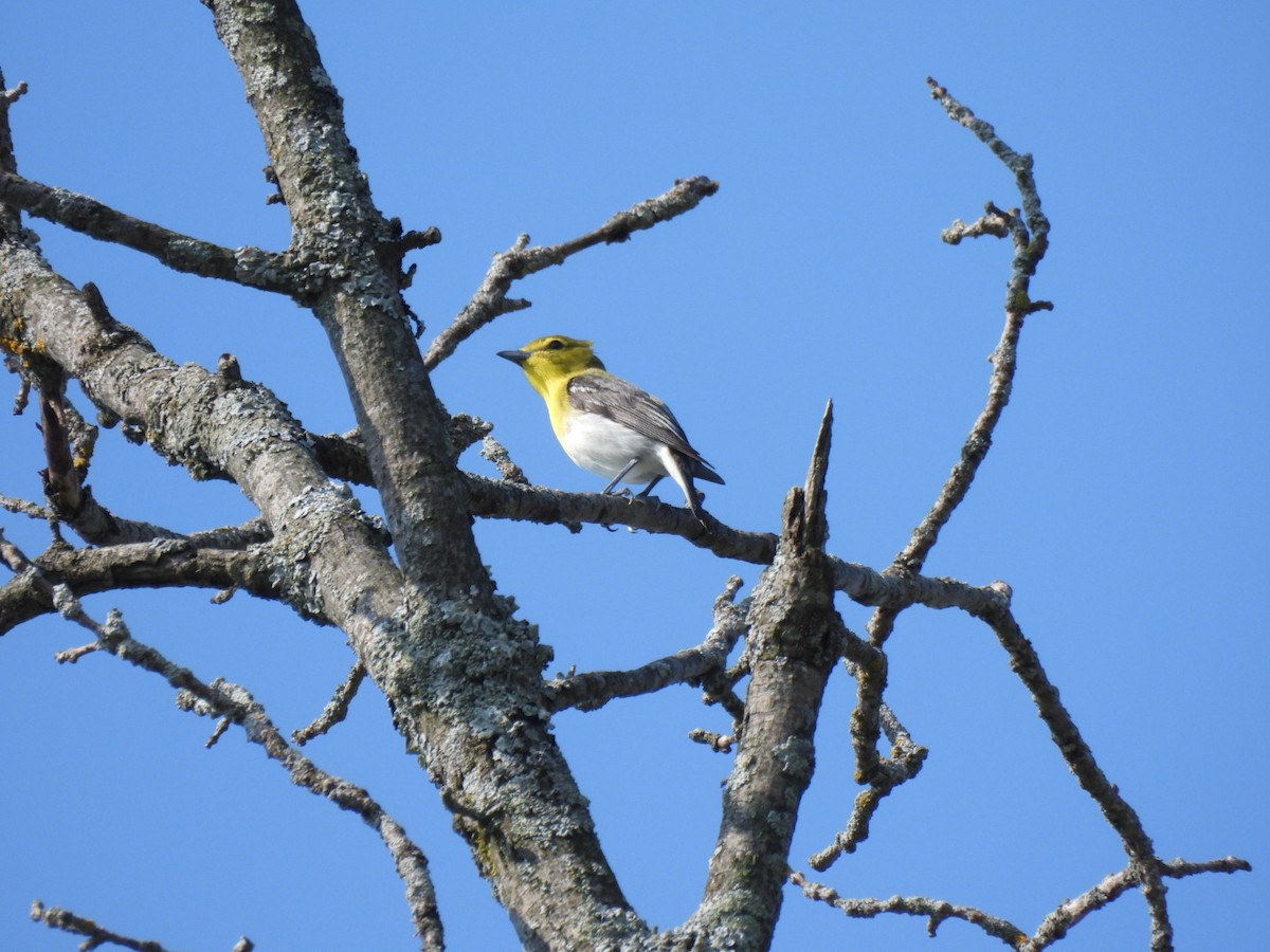 Yellow-throated Vireo - ML638420106
