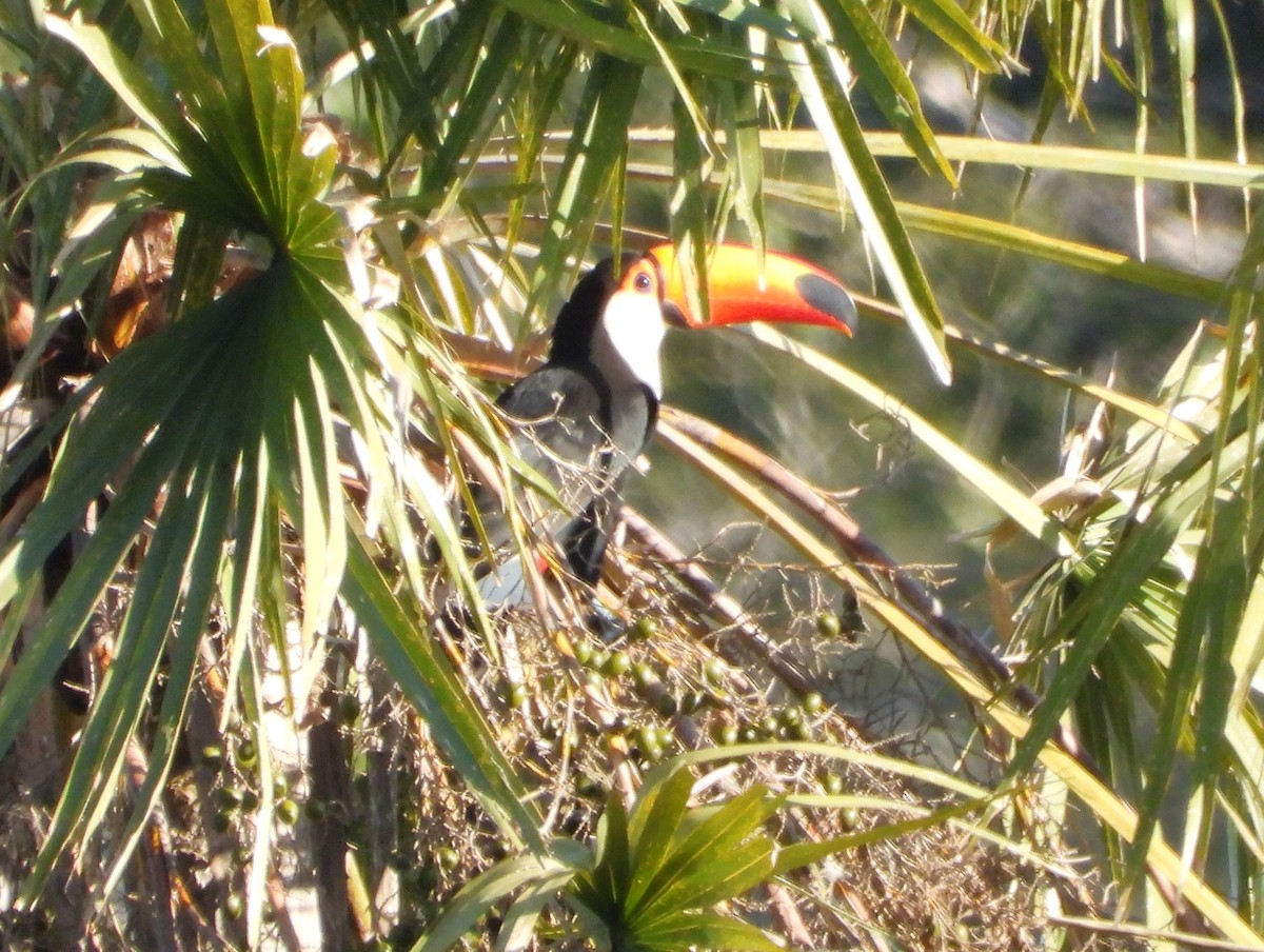 Toco Toucan - ML638420108