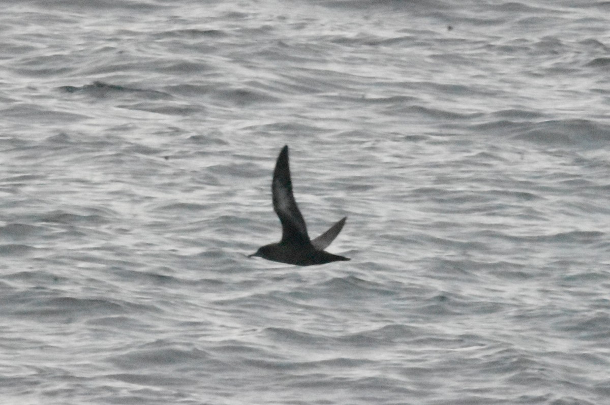 Sooty Shearwater - ML638420111
