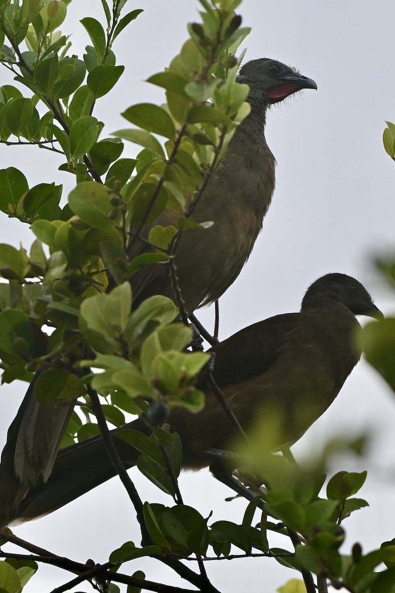 Plain Chachalaca - ML638420114