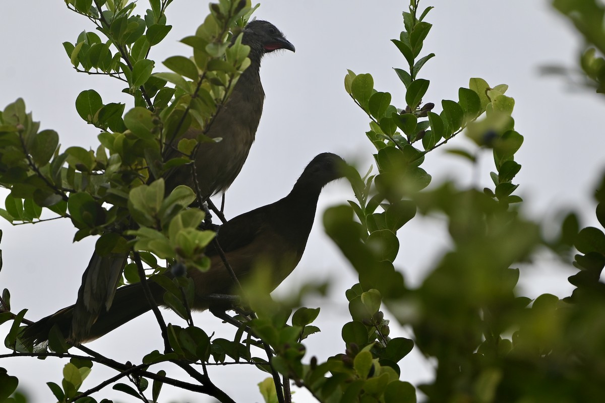 Plain Chachalaca - ML638420115