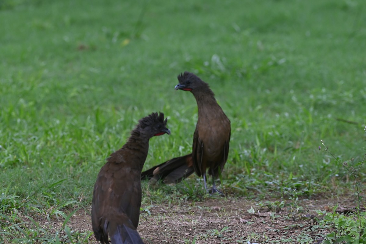 Plain Chachalaca - ML638420116