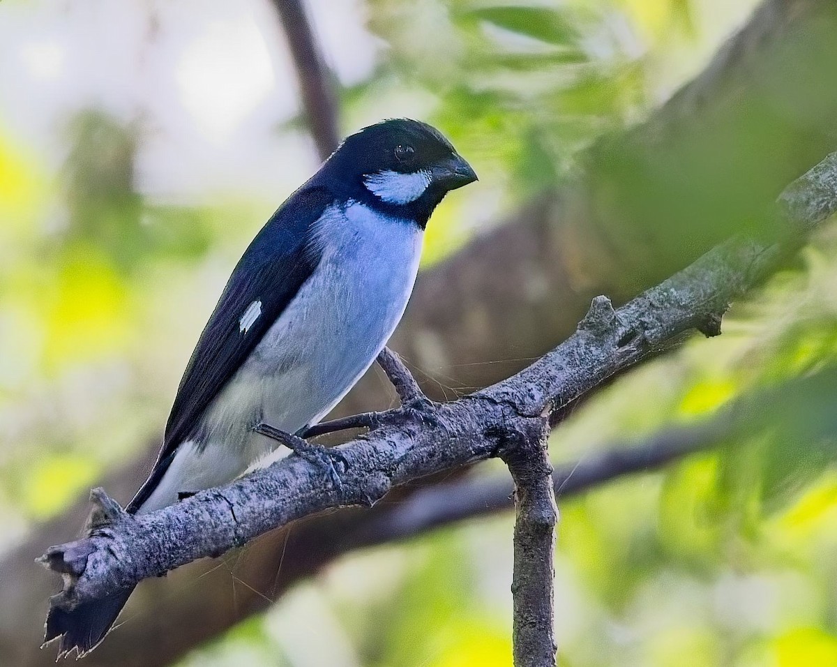 Lesson's Seedeater - ML638420118