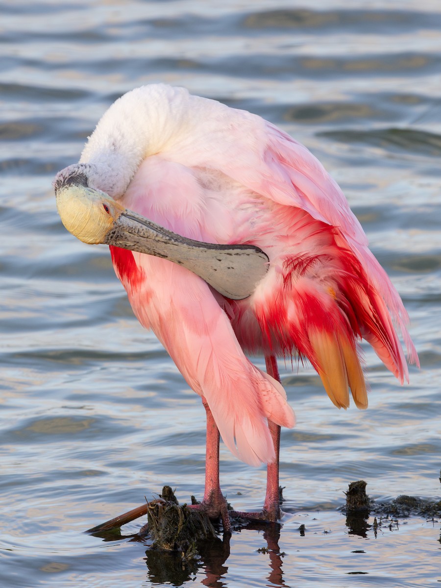 Roseate Spoonbill - ML638420119