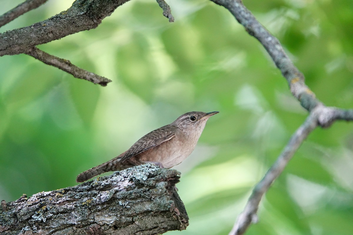 Northern House Wren - ML638420122
