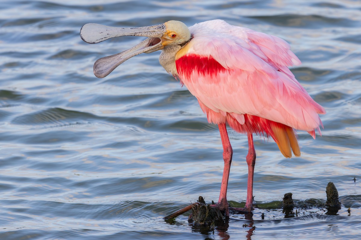 Roseate Spoonbill - ML638420123
