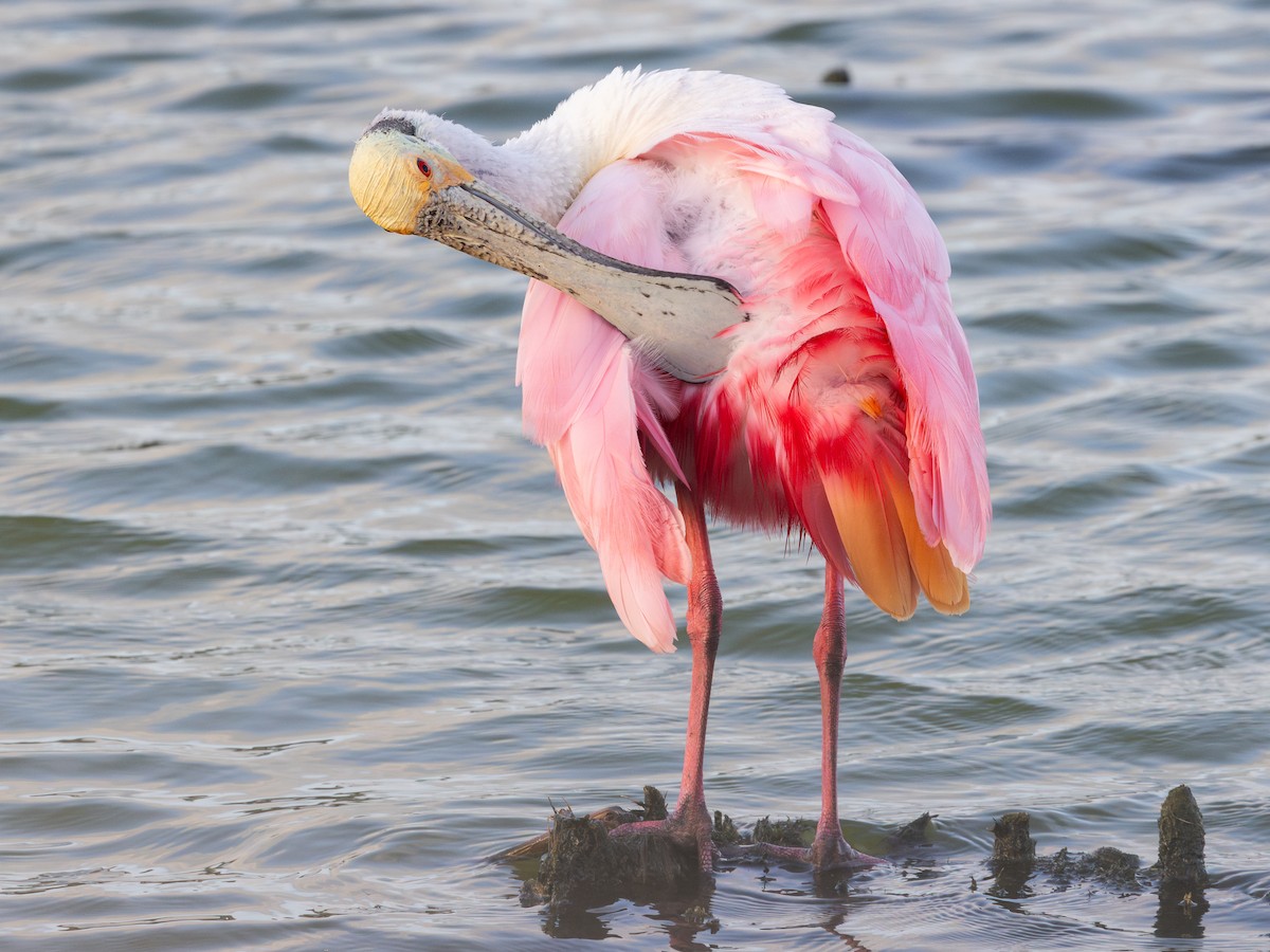 Roseate Spoonbill - ML638420124