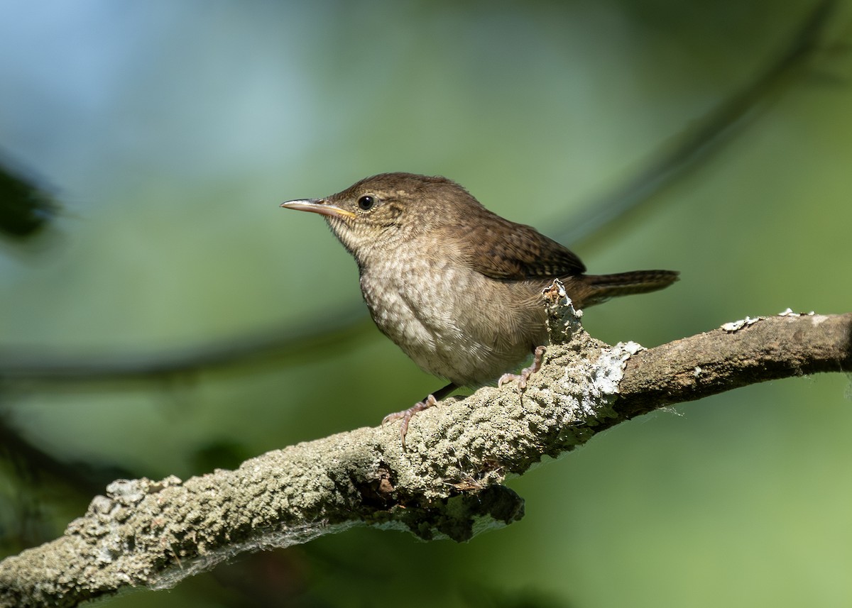 Northern House Wren - ML638420125