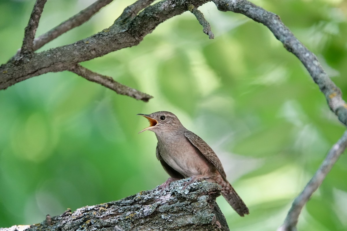 Northern House Wren - ML638420126
