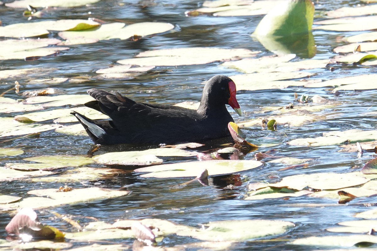 Dusky Moorhen - ML638420127