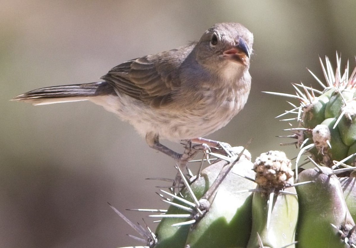 Pileated Finch - ML638420131