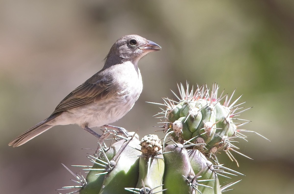 Pileated Finch - ML638420132