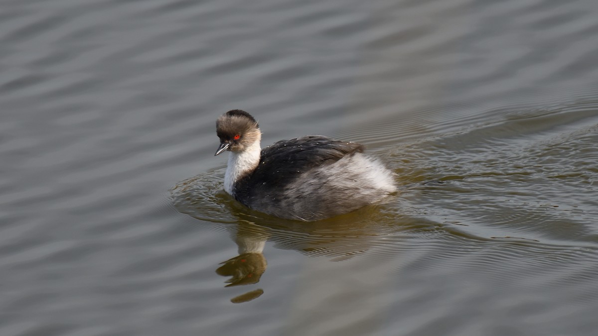 Silvery Grebe - ML638420134