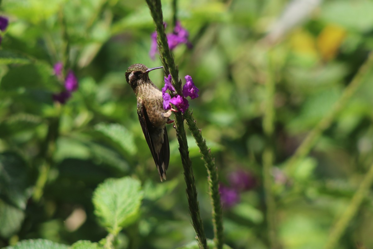 Speckled Hummingbird - ML638420136
