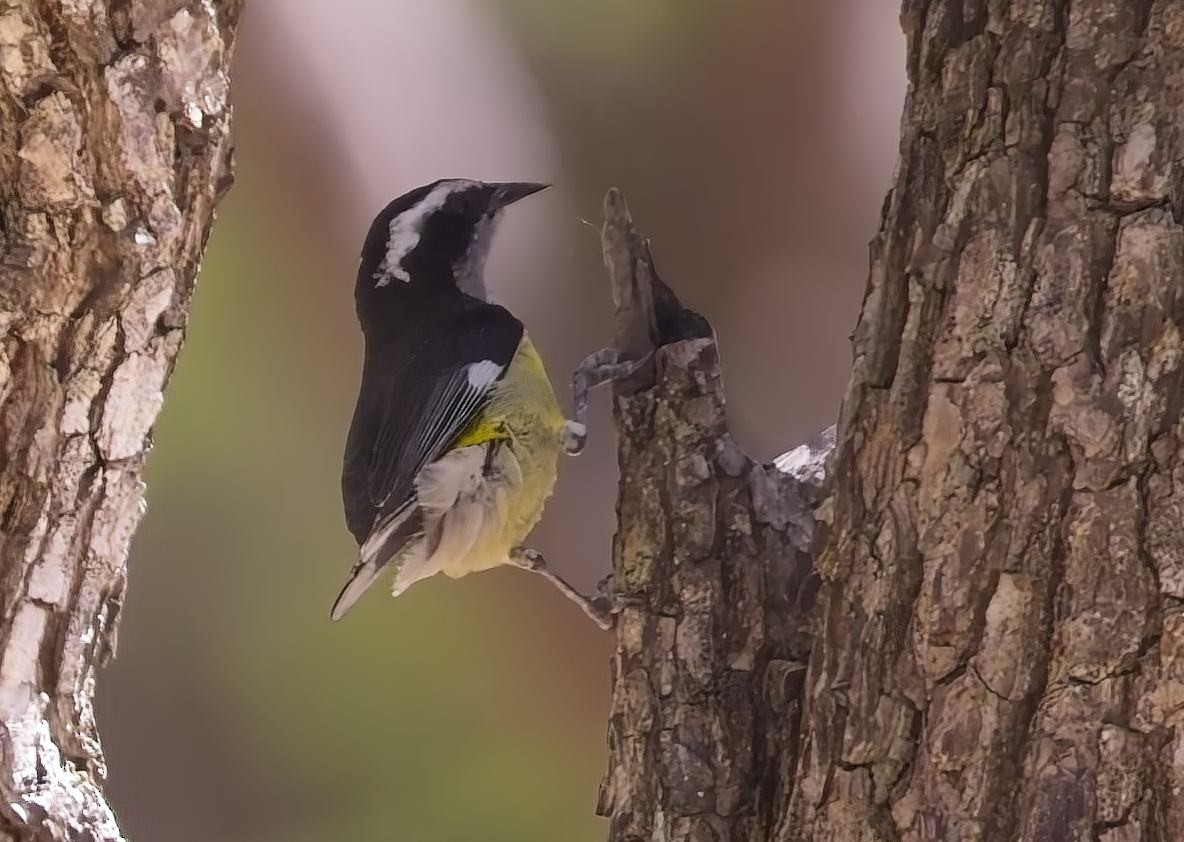 Bananaquit - ML638420137