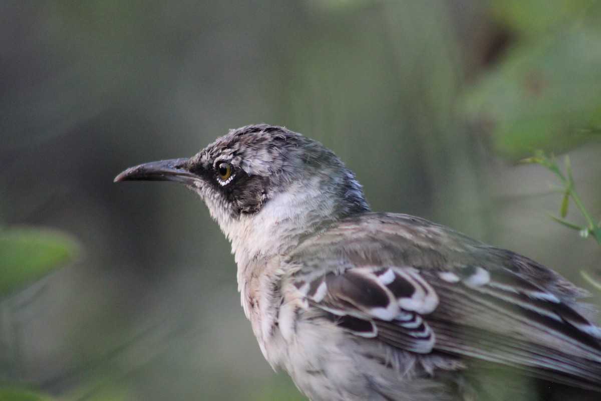 Galapagos Mockingbird - ML638420141