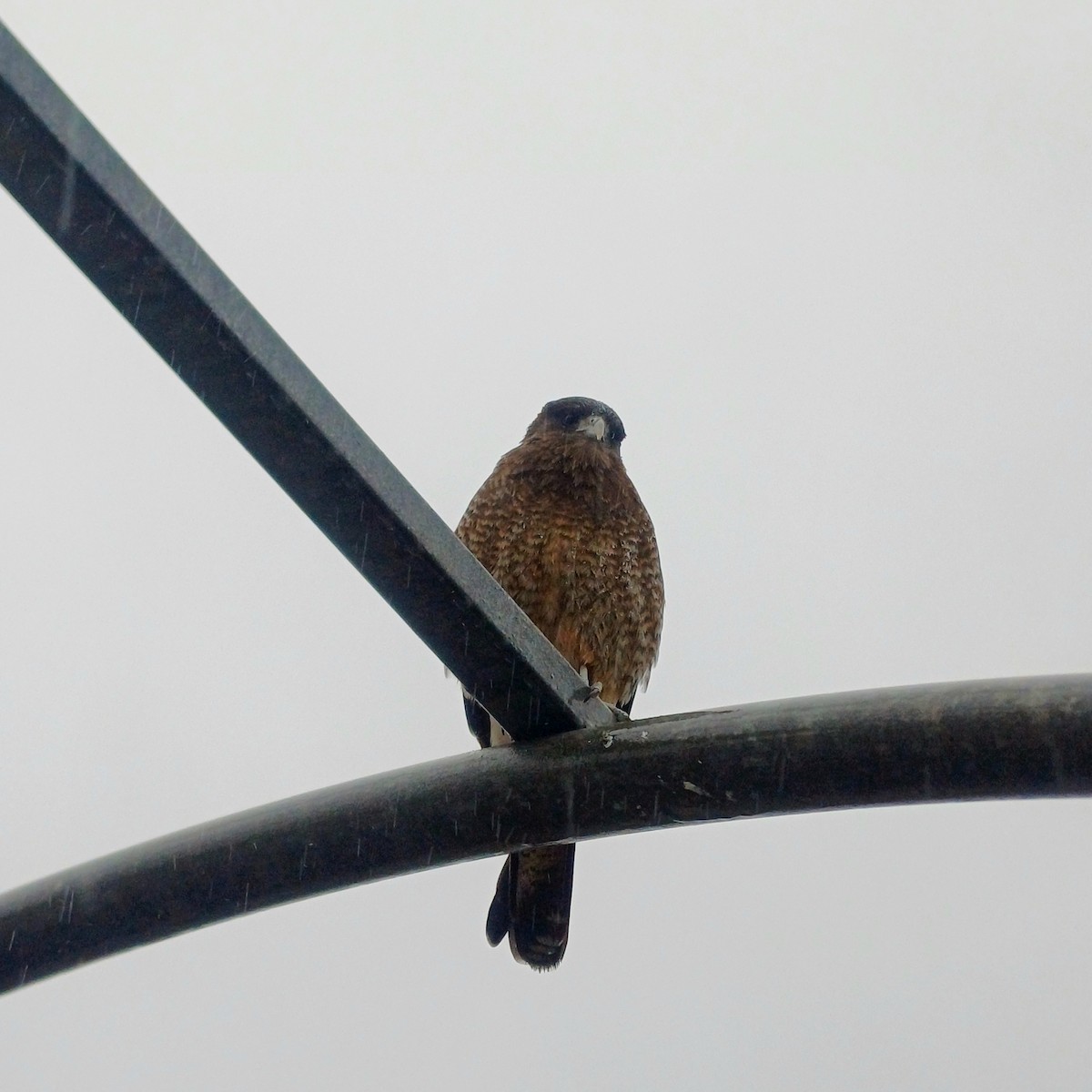 Chimango Caracara - ML638420146