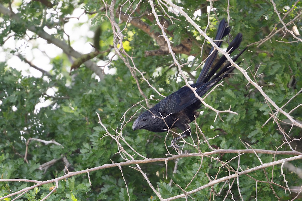 Groove-billed Ani - ML638420149