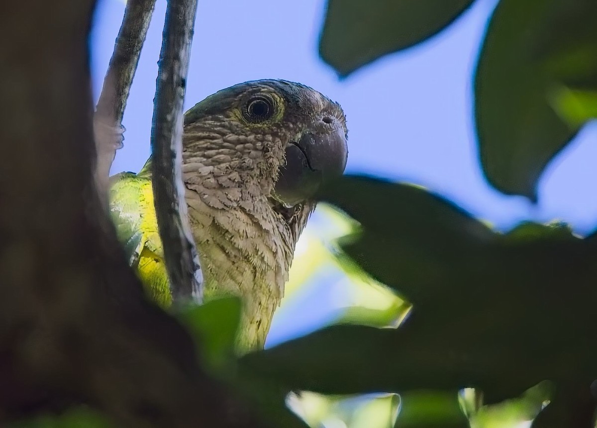 Brown-throated Parakeet - ML638420150