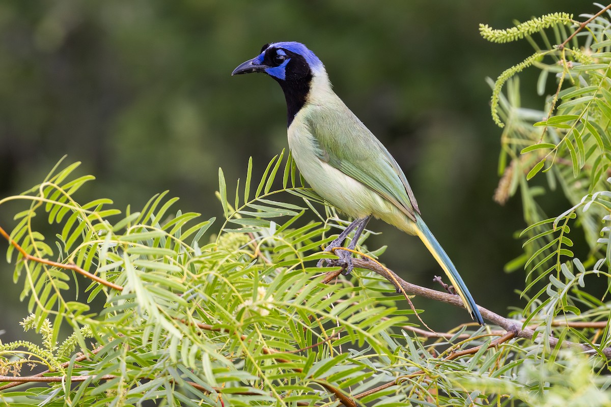 Green Jay - ML638420153