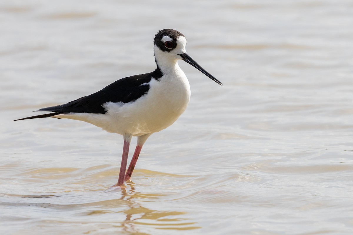 Black-necked Stilt - ML638420156