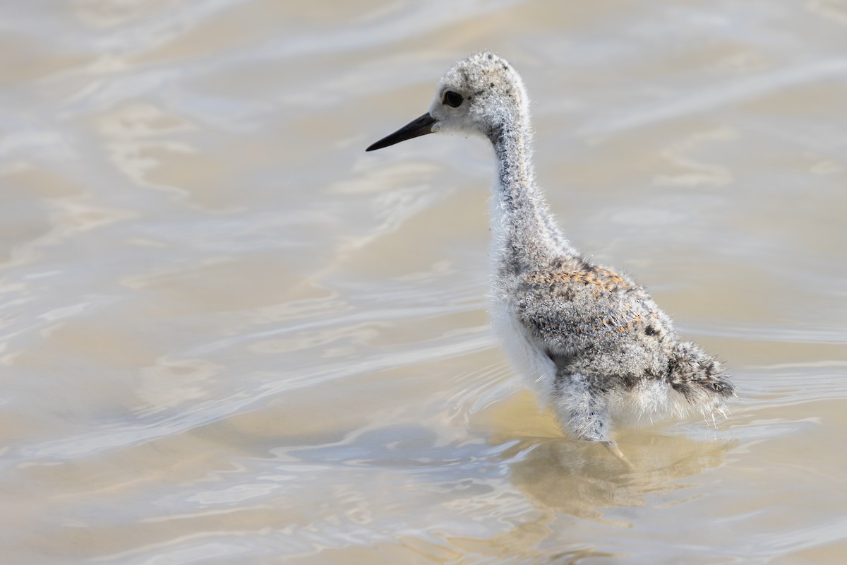 Black-necked Stilt - ML638420157