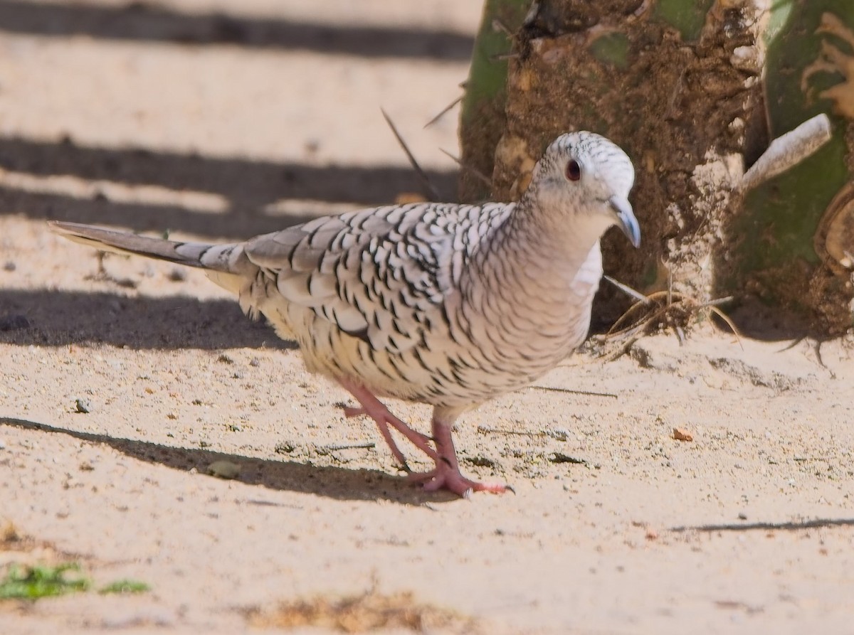 Scaled Dove - ML638420162