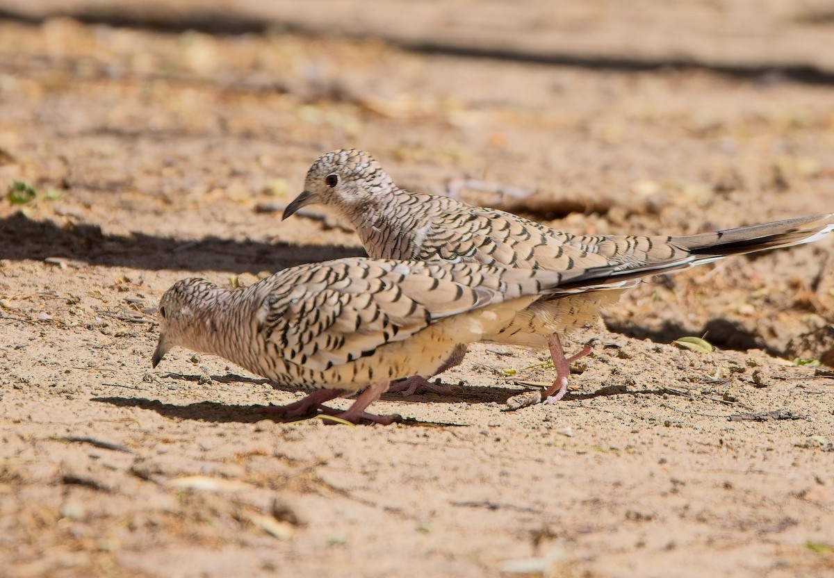 Scaled Dove - ML638420163