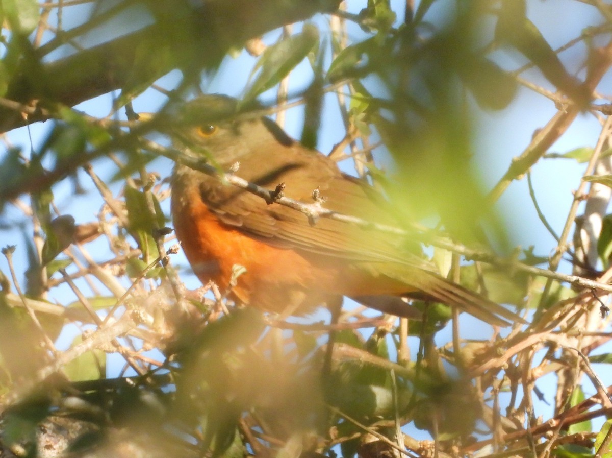 Rufous-bellied Thrush - ML638420168