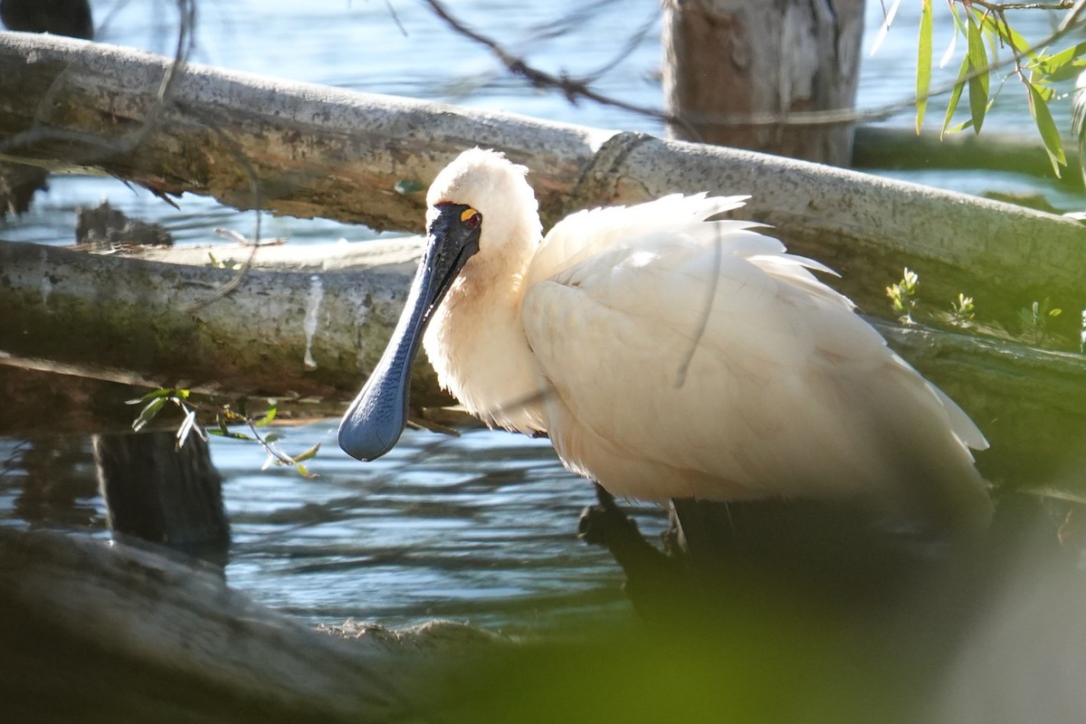 Royal Spoonbill - ML638420186
