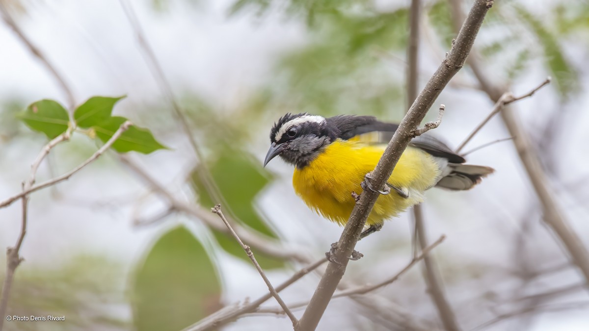 Sucrier à ventre jaune - ML638420193