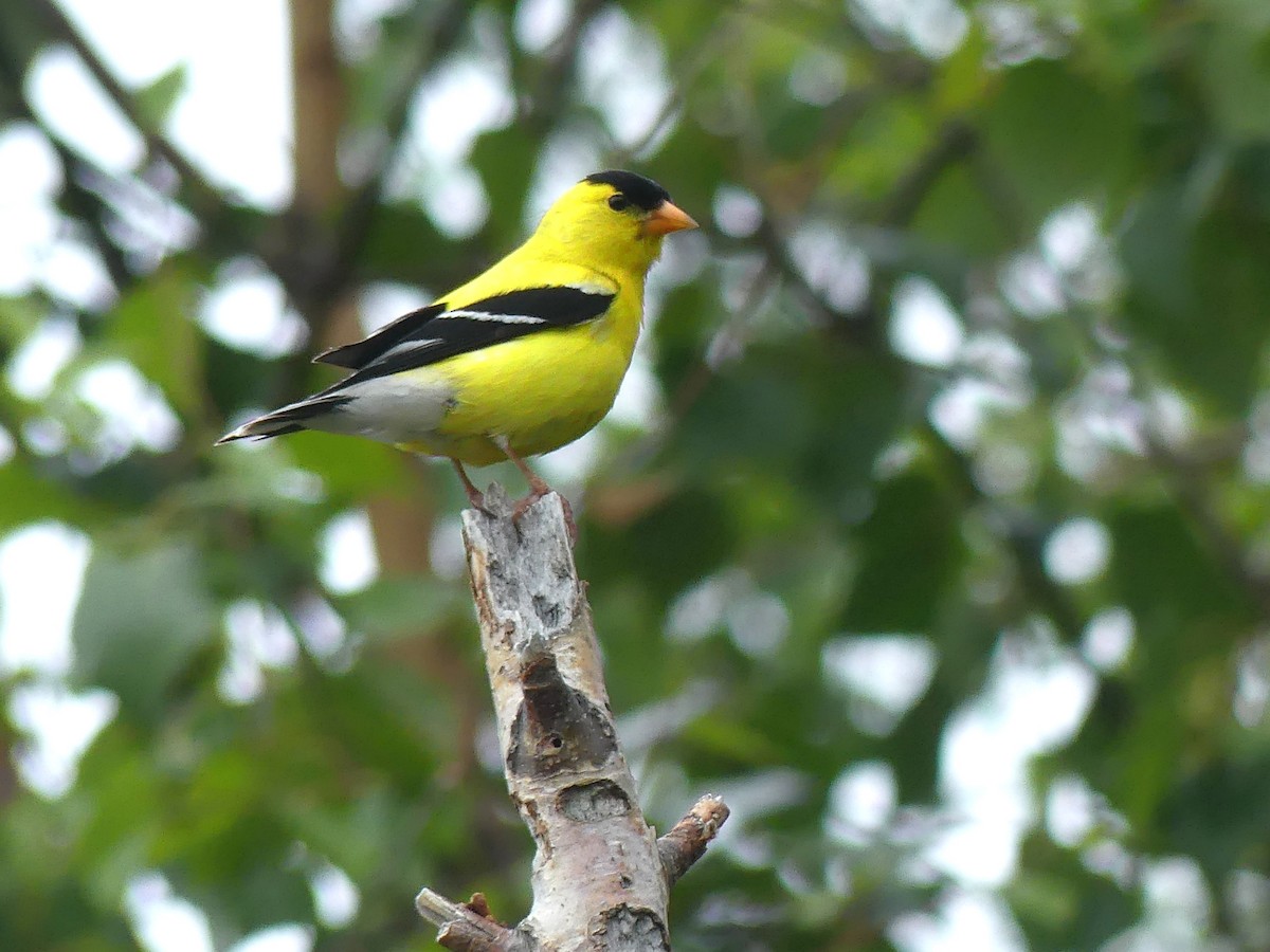 Chardonneret jaune - ML638420198