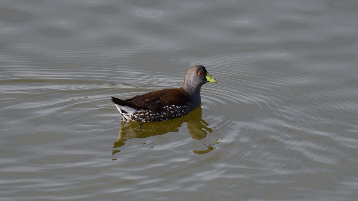 Gallinule à face noire - ML638420207