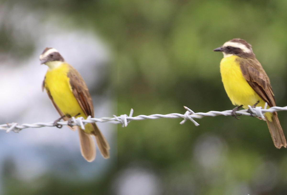 Rusty-margined Flycatcher - ML638420236