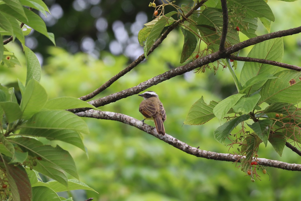Rusty-margined Flycatcher - ML638420237