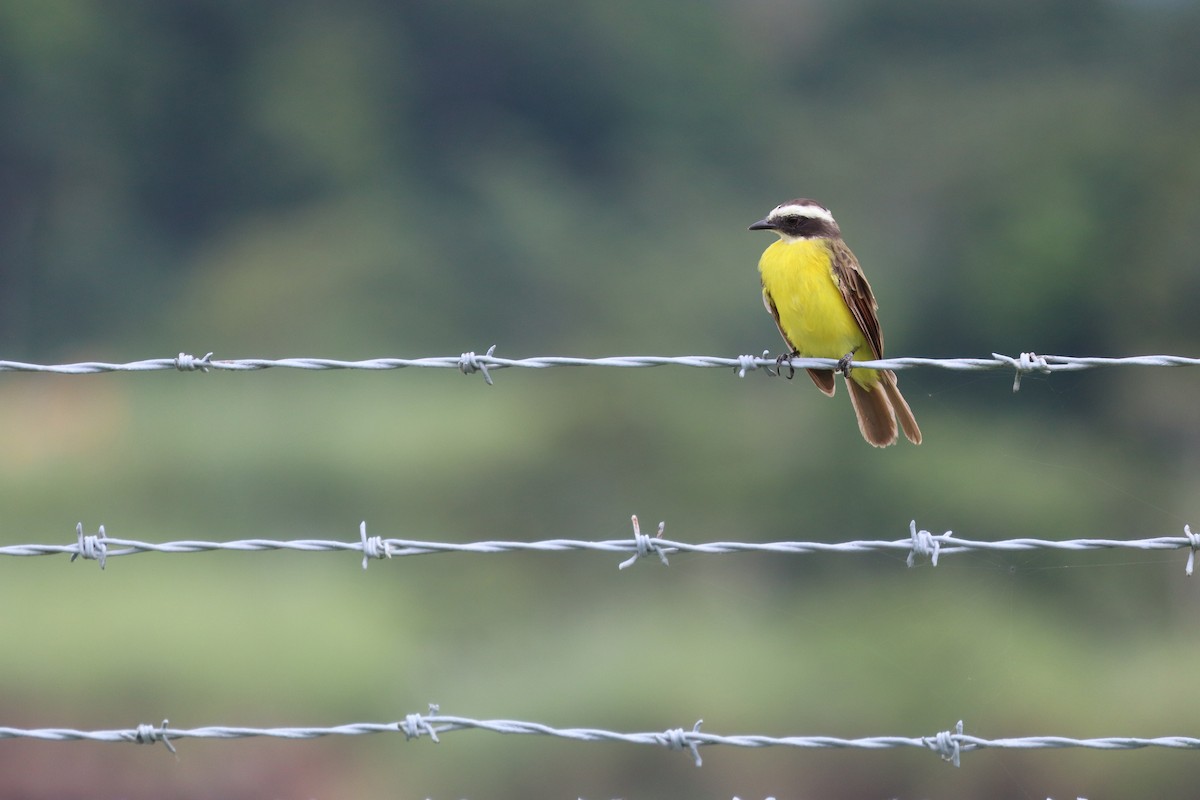 Rusty-margined Flycatcher - ML638420238