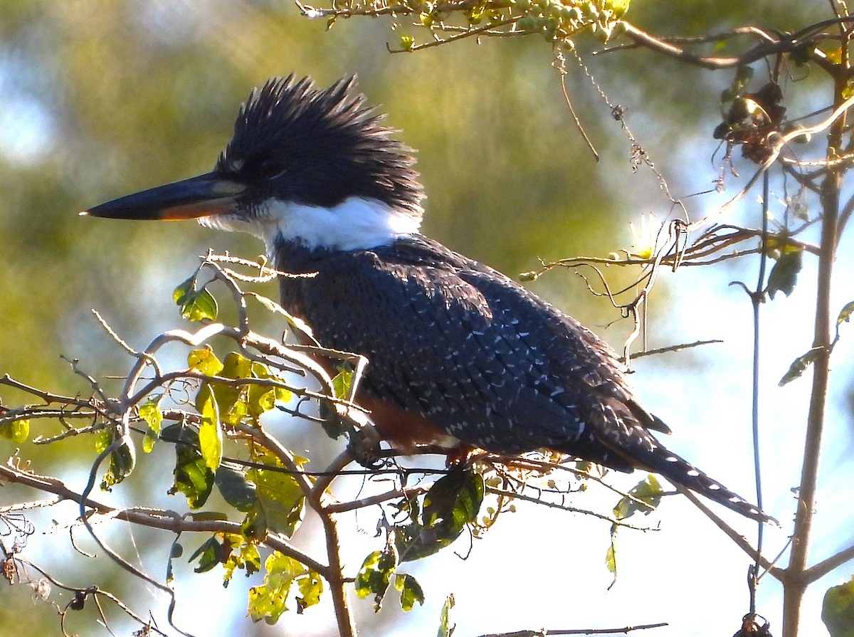 Ringed Kingfisher - ML638420248