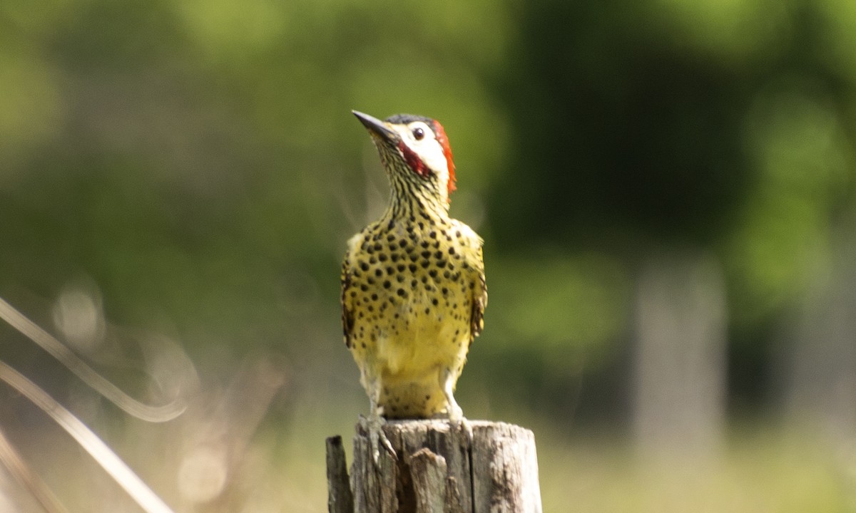 Green-barred Woodpecker (Green-barred) - ML638420273